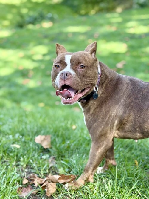 BARBIE - American Pit Bull Terrier available for adoption
