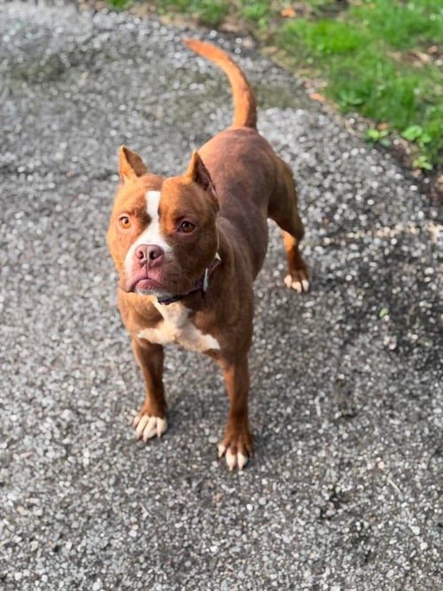 BARBIE - American Pit Bull Terrier available for adoption