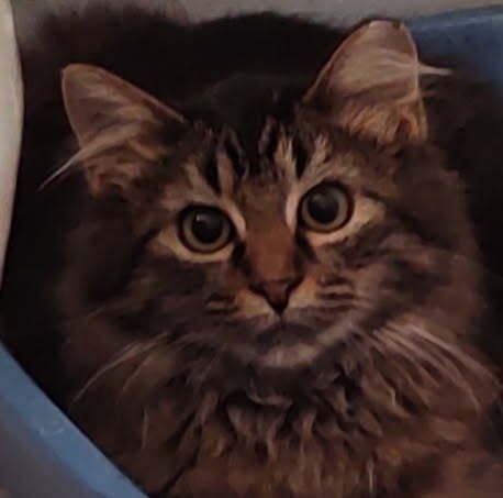ELVIRA - Domestic Medium Hair available for adoption