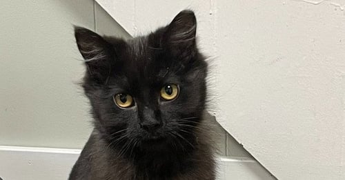 HELA - Domestic Long Hair available for adoption