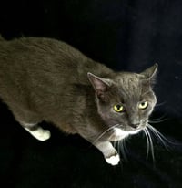 Earl Grey - Photo 2