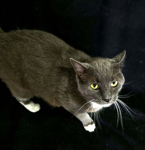 EARL GREY - Domestic Short Hair available for adoption