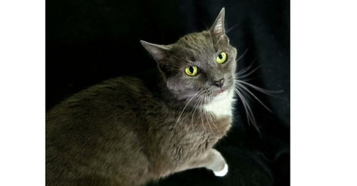 EARL GREY - Domestic Short Hair available for adoption