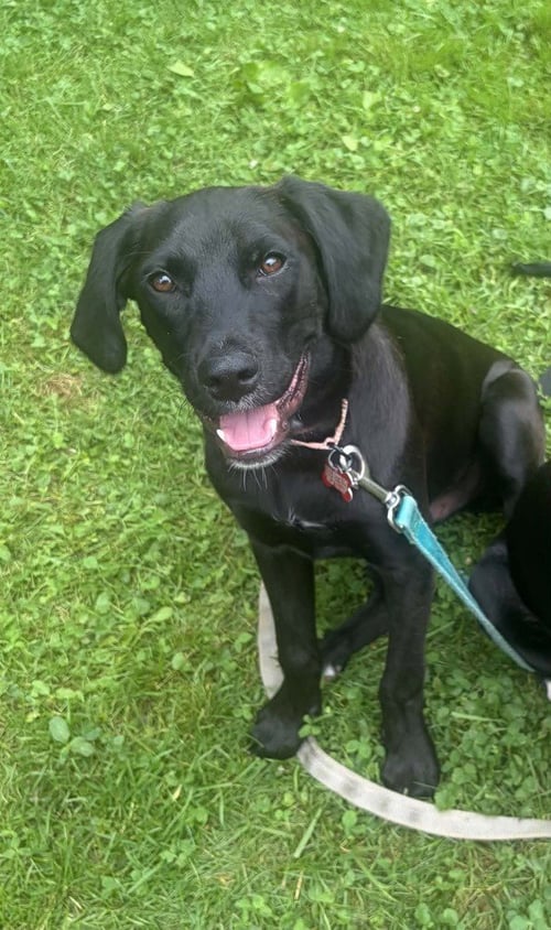 FREEDOM - Labrador Retriever available for adoption