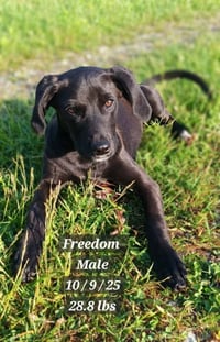 Freedom - Photo 2