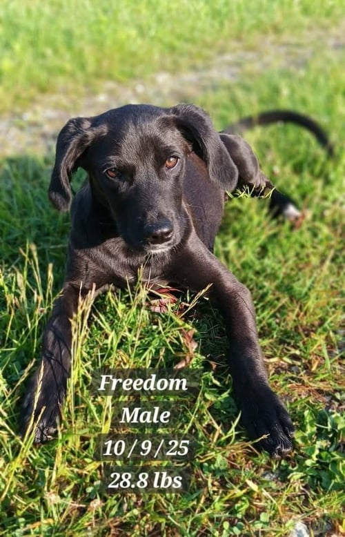 FREEDOM - Labrador Retriever available for adoption