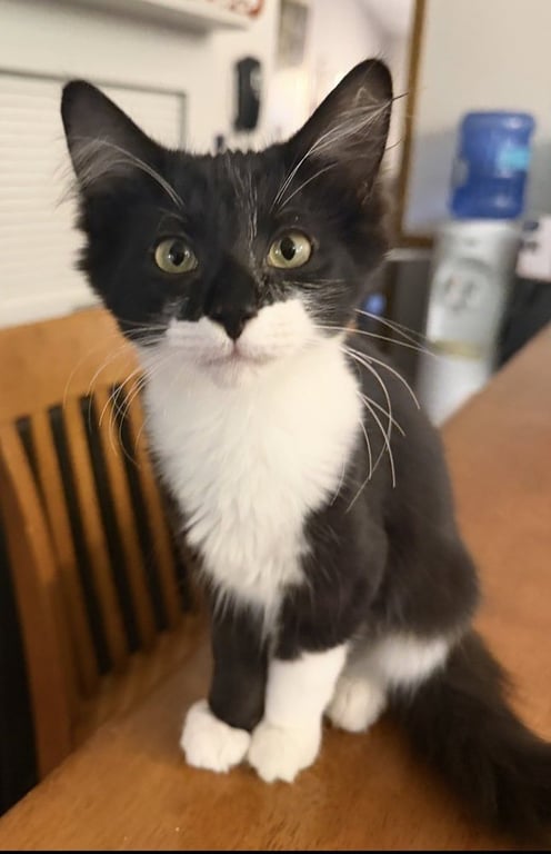 Momo Image