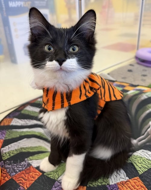MOMO - Domestic Medium Hair available for adoption