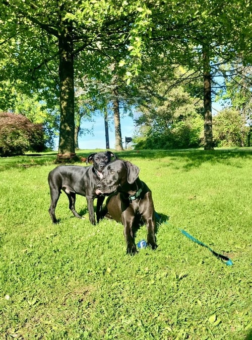 SHERIFF - Great Dane available for adoption