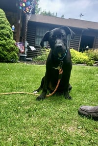 Sheriff - Photo 4
