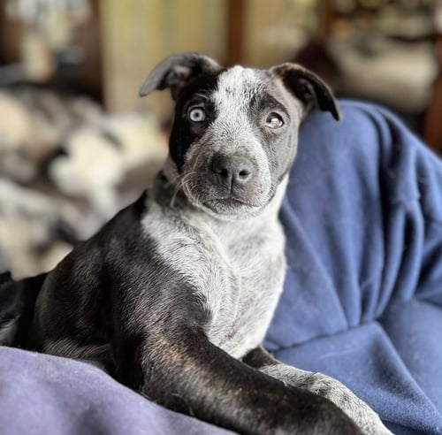FLIRT - Australian Cattle Dog/Blue Heeler / Dutch Shepherd for adoption in Pittsburgh