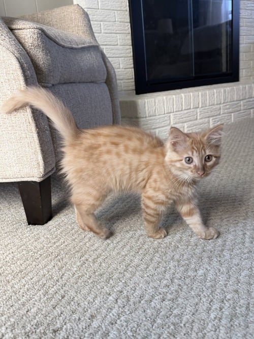 CHEESE - Domestic Medium Hair available for adoption