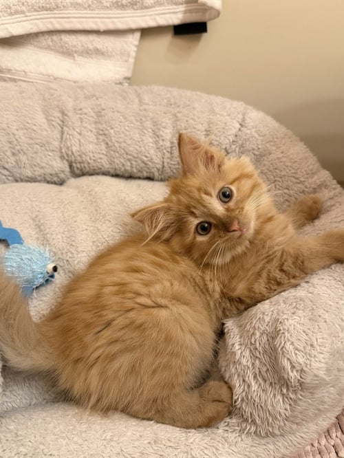 CHEESE - Domestic Medium Hair available for adoption