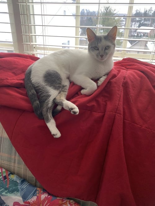 GOLDIE - Domestic Short Hair available for adoption