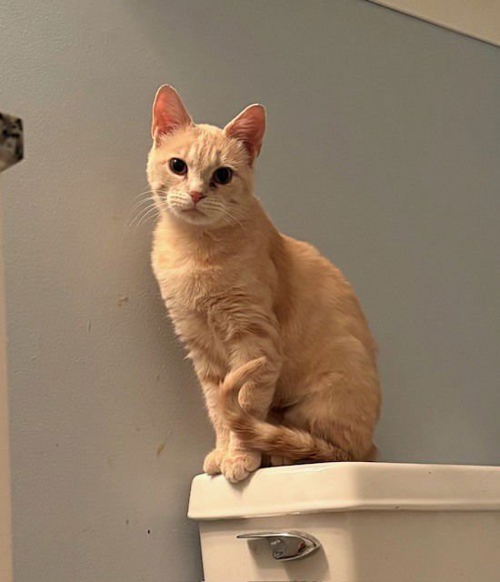 NACHO - Domestic Short Hair available for adoption