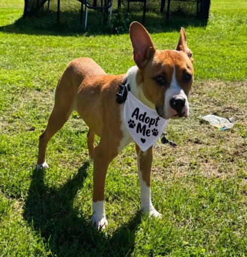 ZEKE - Basenji for adoption in Pittsburgh
