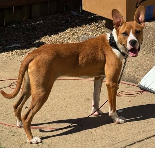 ZEKE - Basenji available for adoption