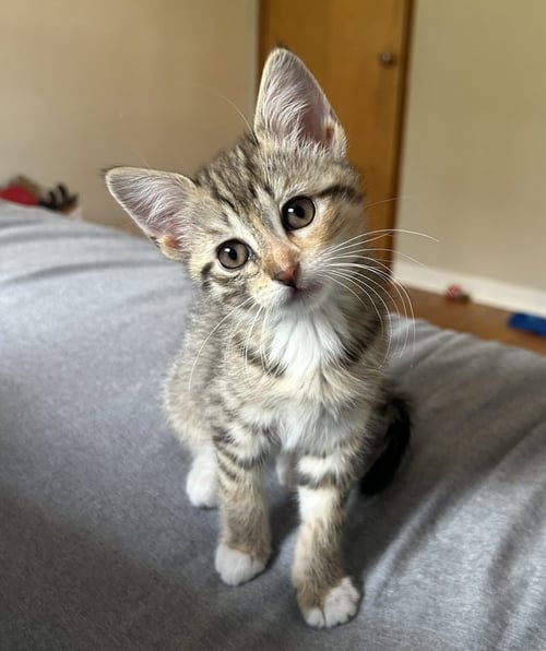 BLYNKEN