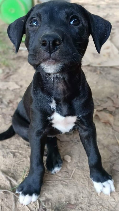 BLOSSOM - Labrador Retriever / Terrier available for adoption