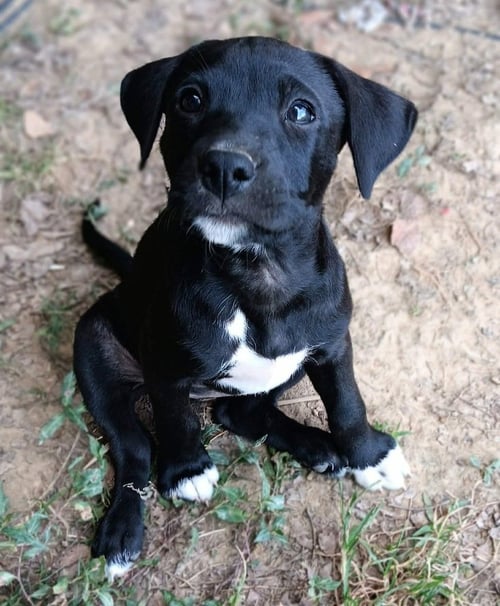 BLOSSOM - Labrador Retriever / Terrier available for adoption