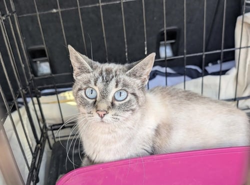 MATILDA - Siamese available for adoption