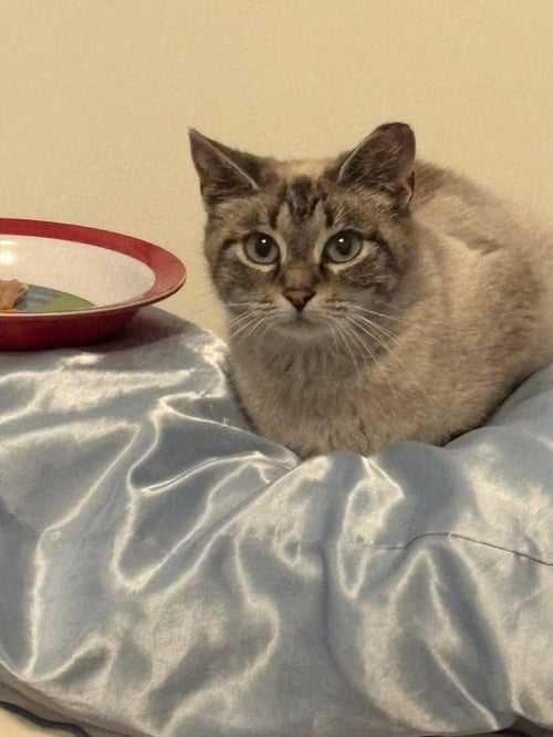 MATILDA - Siamese available for adoption