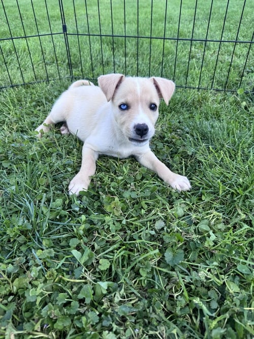CAMDEN - Husky available for adoption