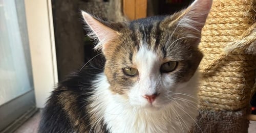 BUSTER - Domestic Medium Hair available for adoption