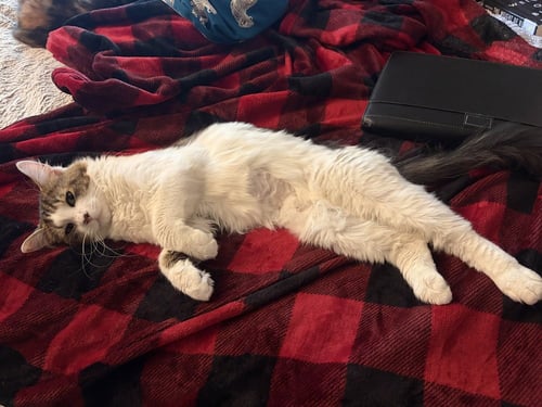 BUSTER - Domestic Medium Hair available for adoption
