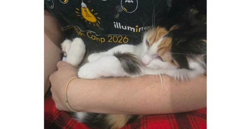 CORAL - Domestic Long Hair available for adoption