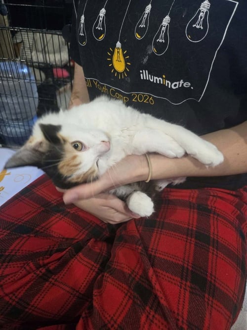 CORAL - Domestic Long Hair available for adoption