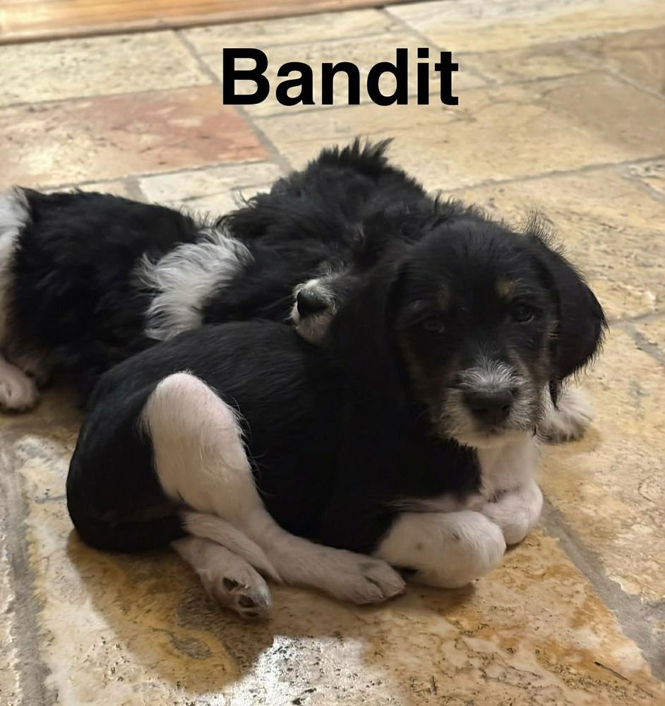 BANDIT - Beagle available for adoption