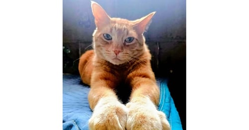 BARNABY - Domestic Short Hair / Domestic Short Hair available for adoption