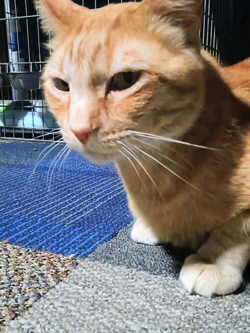 BARNABY - Domestic Short Hair / Domestic Short Hair available for adoption