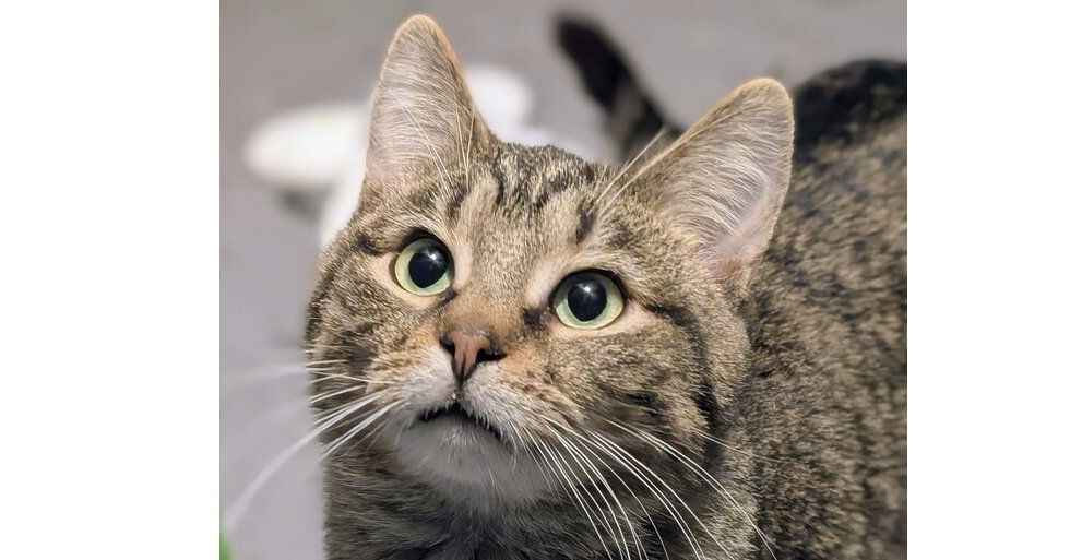 SCHROEDER - Domestic Short Hair / Domestic Short Hair available for adoption
