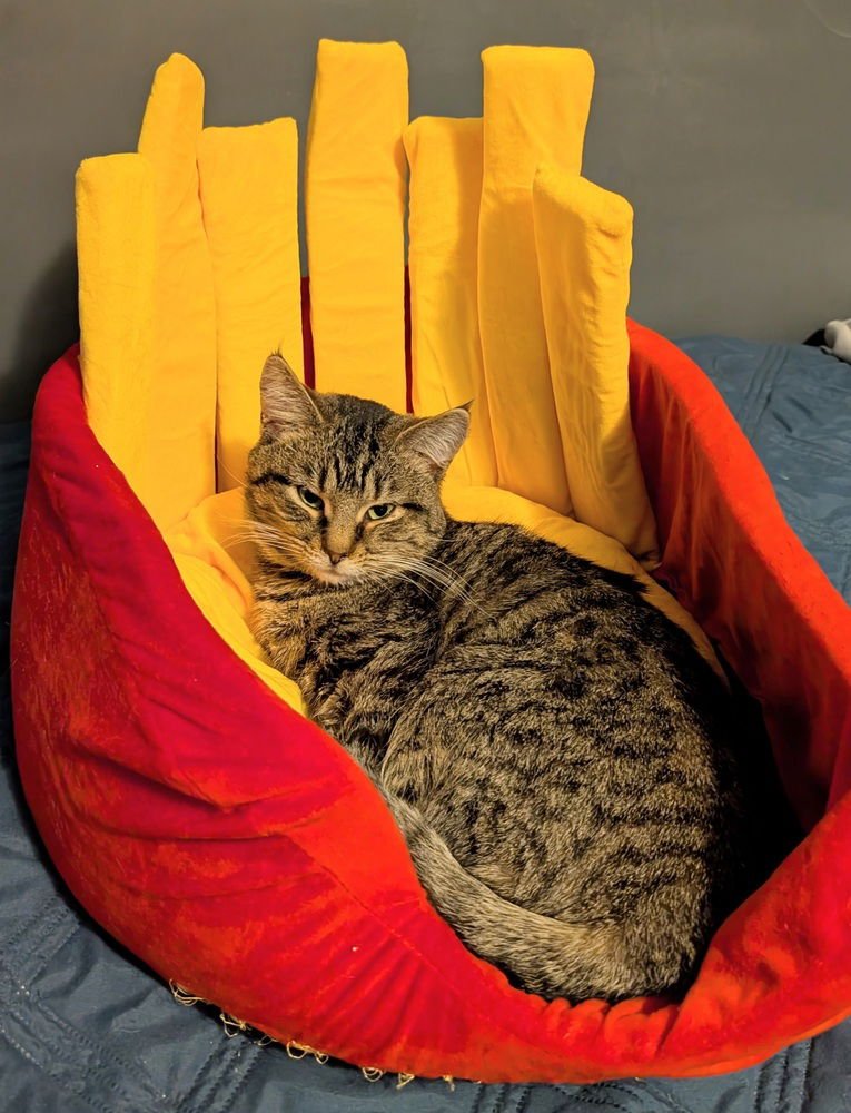 SCHROEDER - Domestic Short Hair / Domestic Short Hair available for adoption