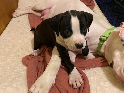 ELLIE - Boxer / American Staffordshire Terrier available for adoption