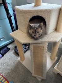 Cookie - Photo 3