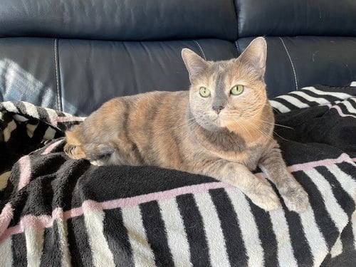 COOKIE - Domestic Medium Hair available for adoption