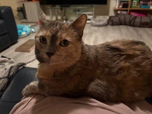 COOKIE - Domestic Medium Hair available for adoption