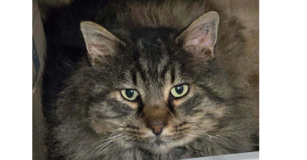 BEAR - Domestic Long Hair available for adoption