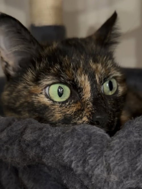 BELLA - Domestic Short Hair available for adoption