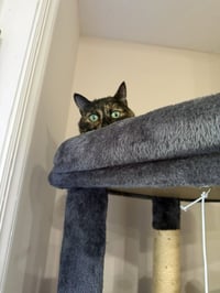 Bella - Photo 3