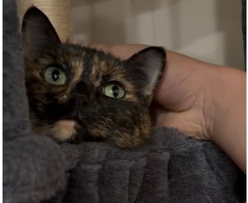 BELLA - Domestic Short Hair available for adoption