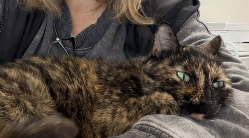 BELLA - Domestic Short Hair available for adoption