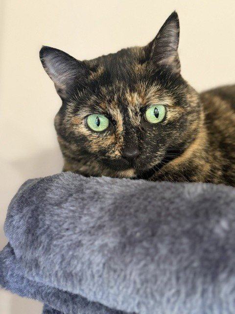 BELLA - Domestic Short Hair available for adoption