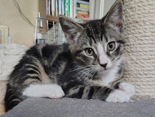 ABNER - Domestic Short Hair available for adoption