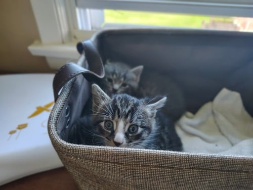 ABNER - Domestic Short Hair available for adoption