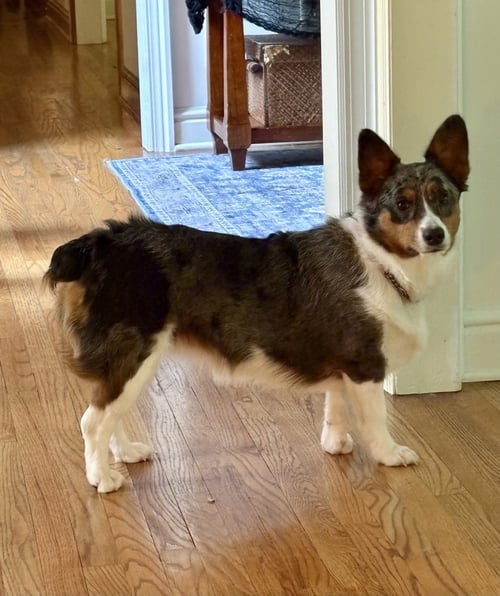 BELLA - Welsh Corgi available for adoption