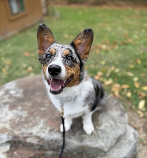 BELLA - Welsh Corgi available for adoption